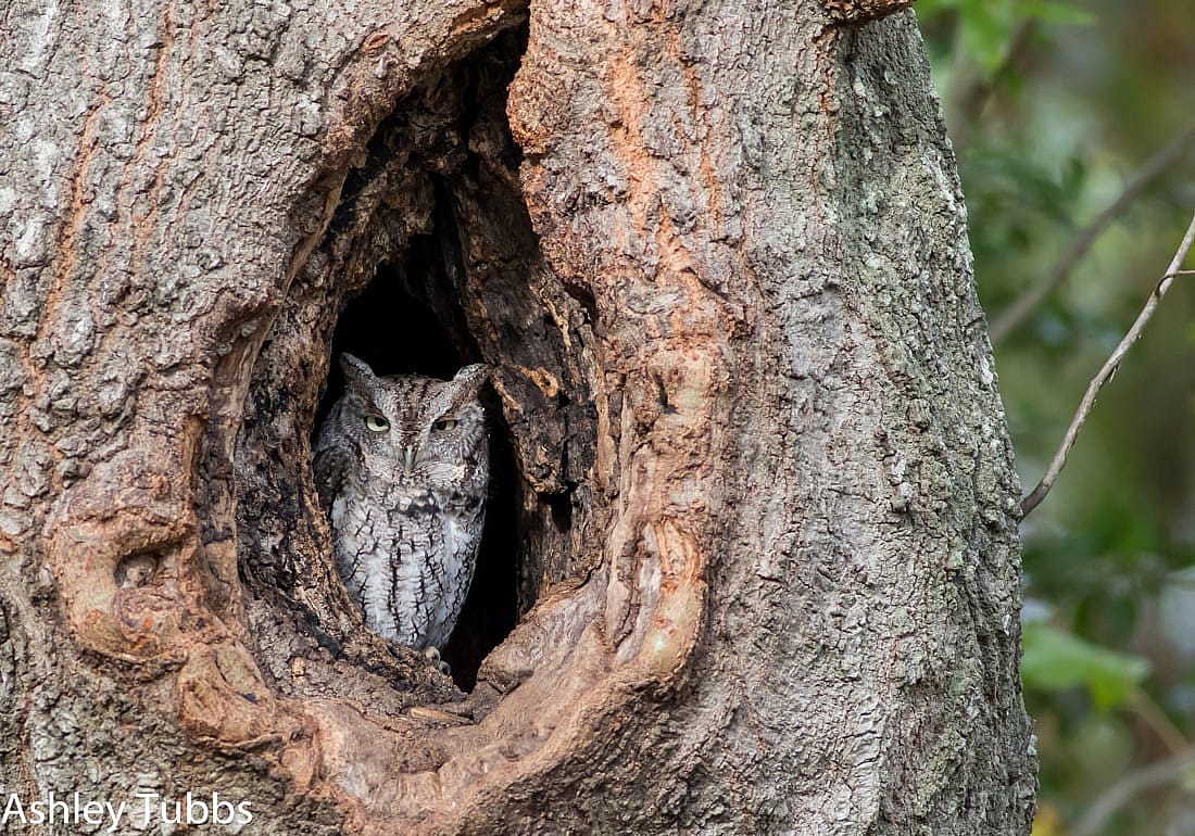 Eastern Screech Owl Within a Tree Hole