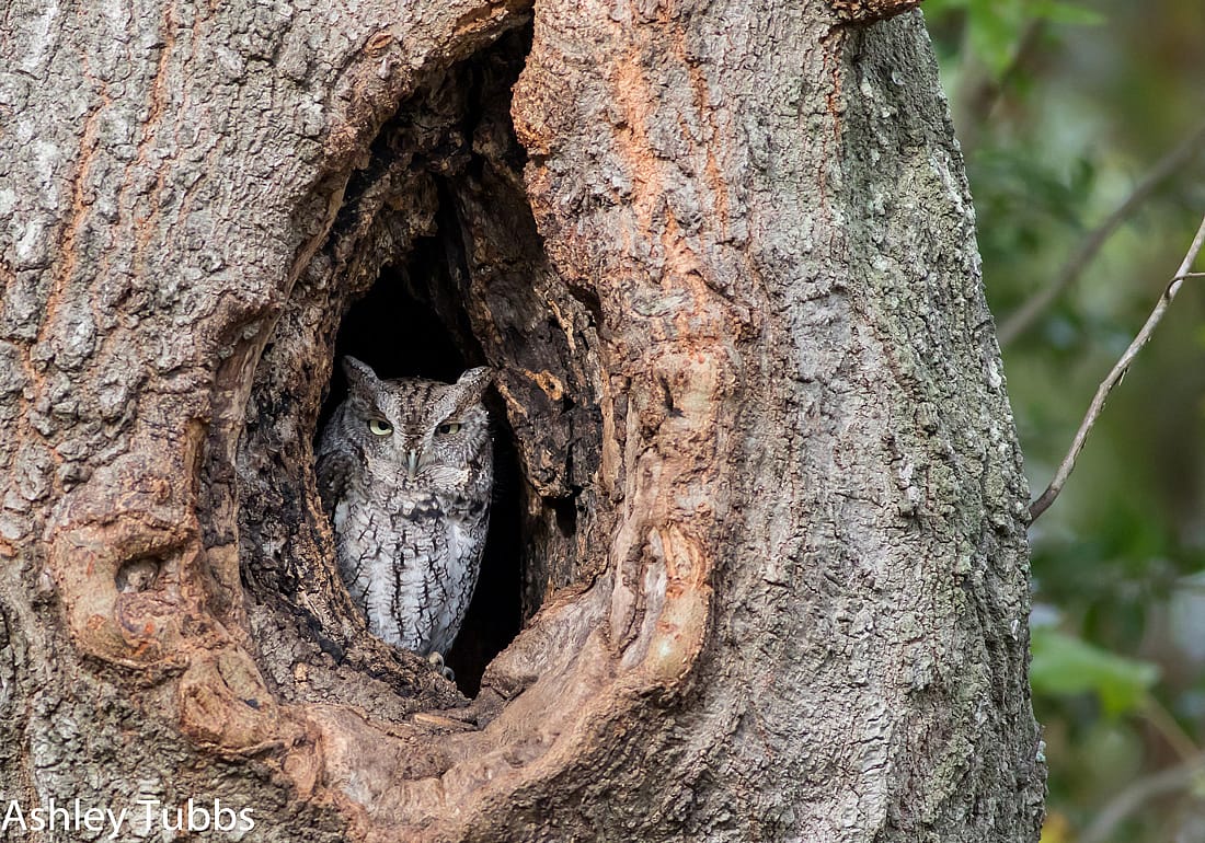 Eastern Screech Owl Within a Tree Hole