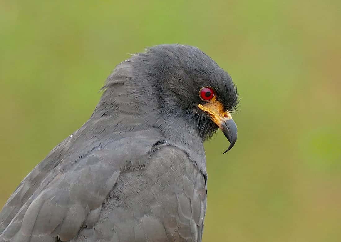 Photo demostrates what the beak of a Snail Kite looks like.