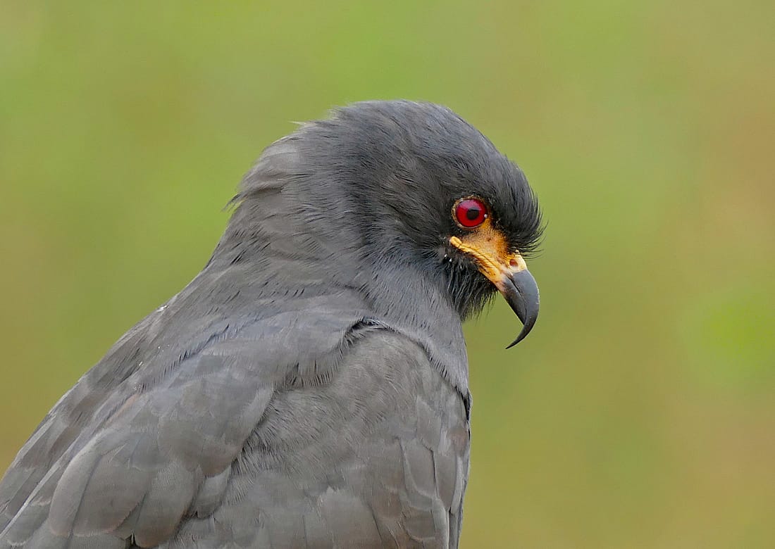 Photo demostrates what the beak of a Snail Kite looks like.