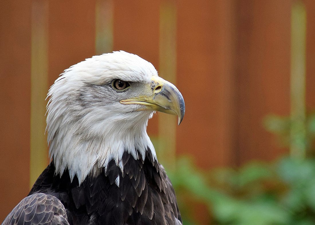 Jade is a bald eagle that resides at the Buffalo Bill Center of the West in Cody, Wyoming.