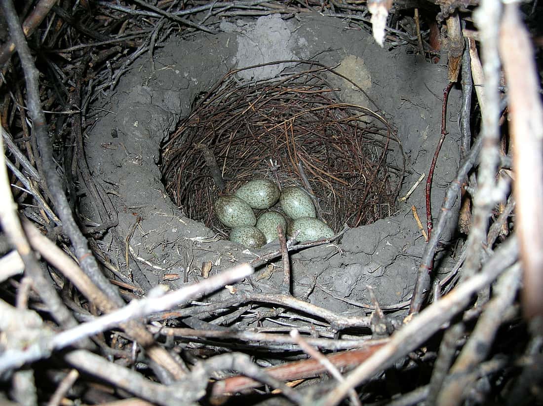 The photo shows the inside of a black-billed magpie nest with the mud bowl lined with sticks and containing six speckled blueish green eggs.