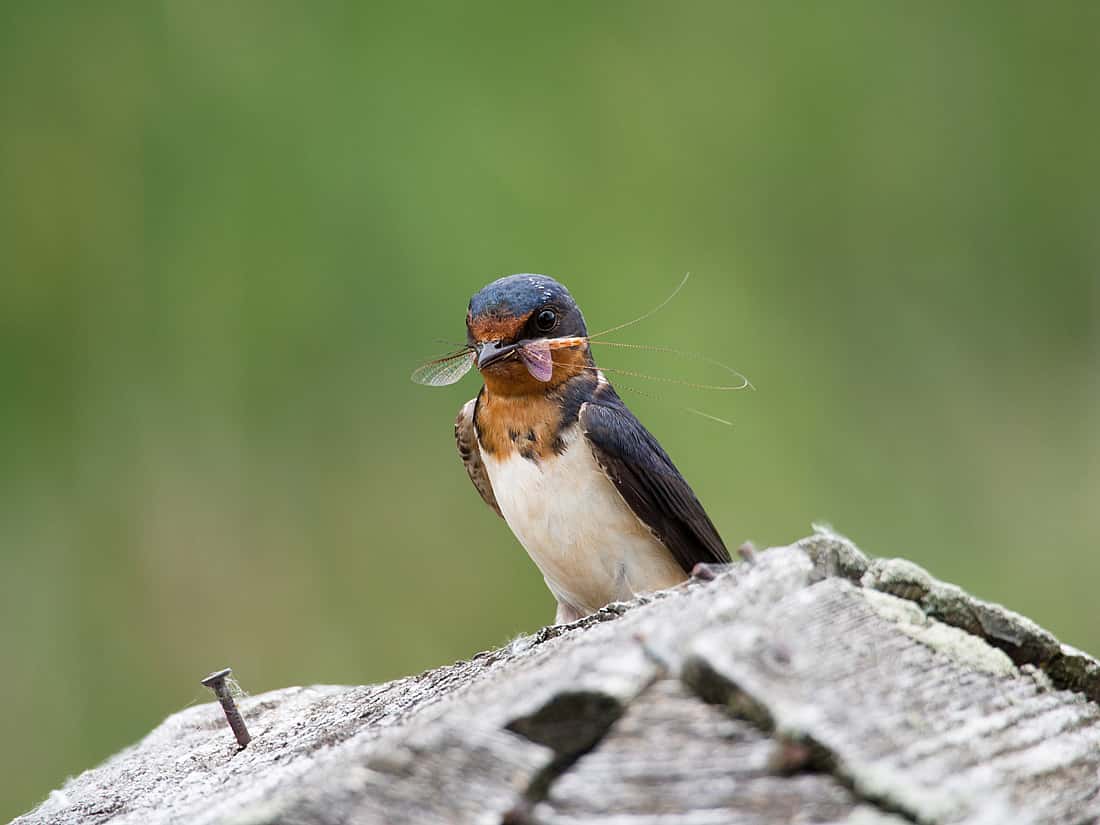 This photo illustrates the theme of catching and eating insects. It shows a Barn Swallow with a Mayfly in its beak.