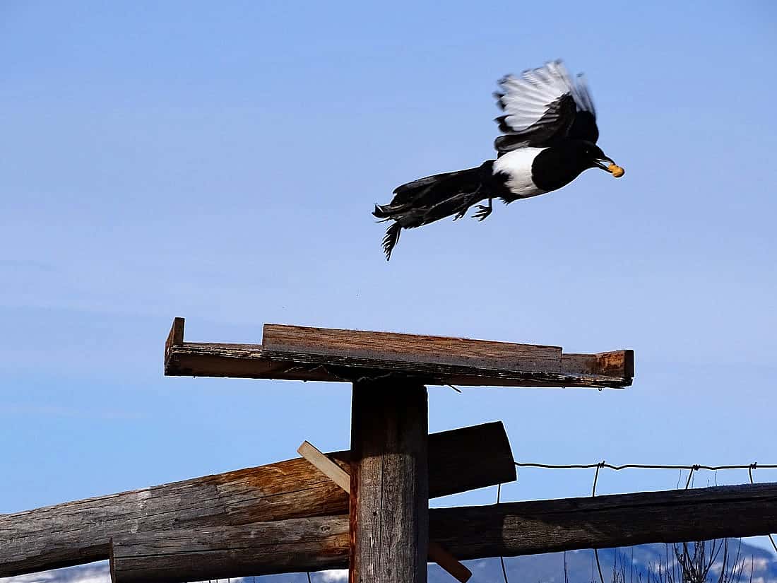 A black-billed magpie flying away from a feeding tray with a peanut in its mouth showing why some people like and enjoy Black-billed Magpies.