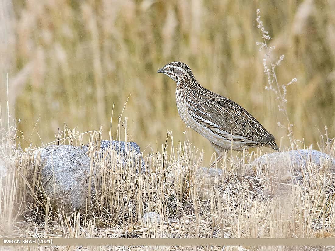 Illustrates the European Quail which is a poisonous bird highlighted in the blog. 