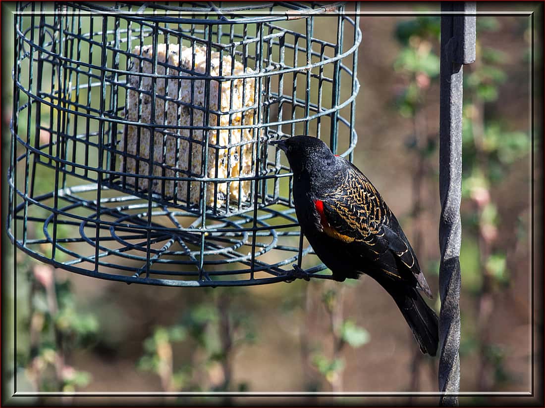 This demonstrates a way that people can discourage Red-winged Blackbirds from pushing out smaller birds at their feeders.