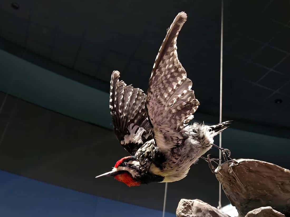 The photo is posted to shows the mounting of a Yellow-bellied Sapsucker in the Draper Natural History Museum.
