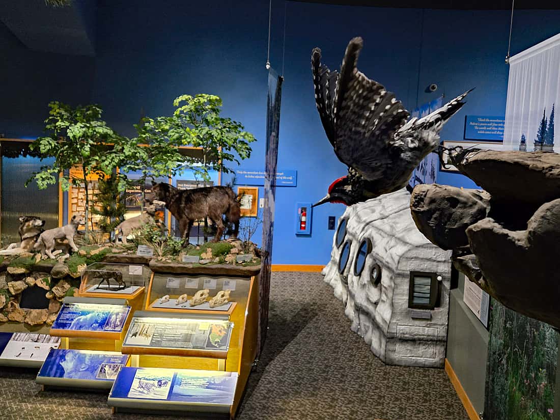 A view of both a displayed sapsucker and parts of the Draper Natural History Museum.
