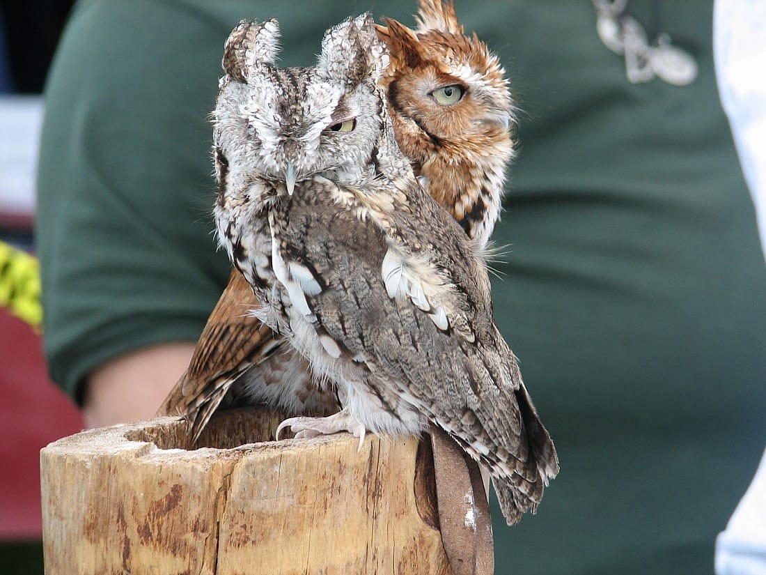 Two Eastern Screech Owls, one red and the other gray perched on a log.
