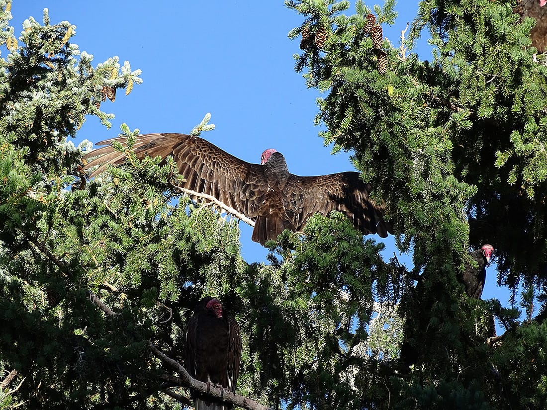 A Turkey Vulture perched in a pine tree, wings spread wide, along with two others perched nearby.