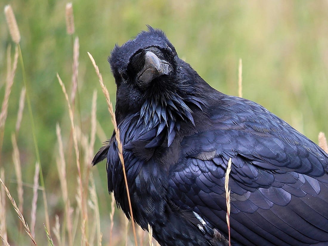 The image was taken in Yellowstone National Park and shows a raven on the ground with tall grass.