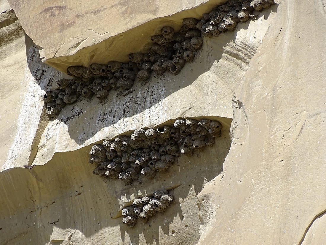 The photo demonstrates how cliff swallow nest which are made out of mud look.