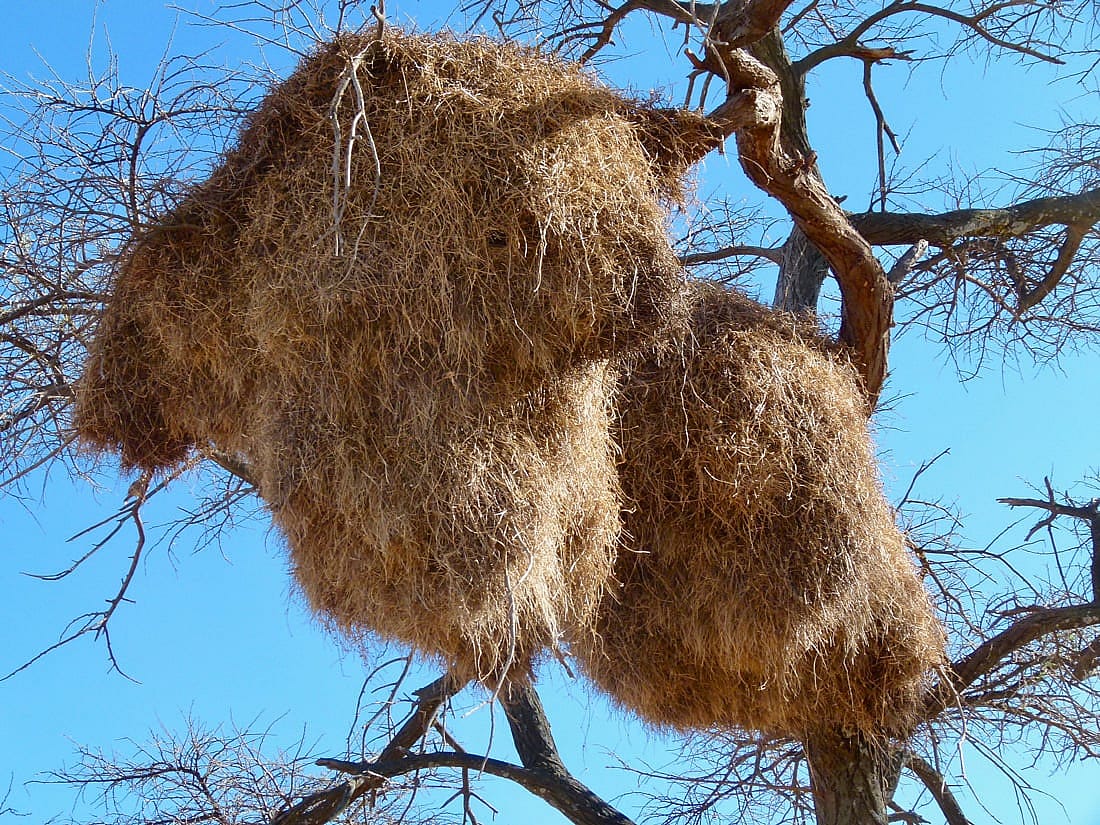 This is illustrates what the huge nests of the Sociable Weaver birds look like.