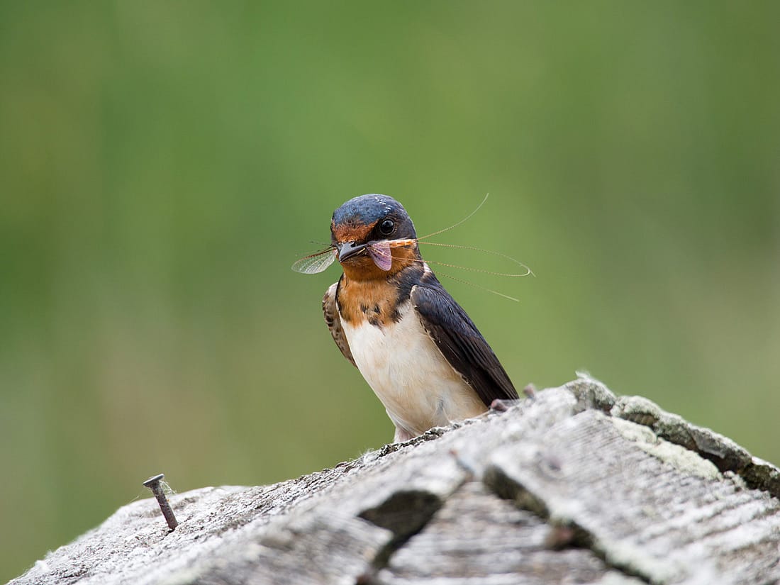 This photo illustrates the theme of catching and eating insects. It shows a Barn Swallow with a Mayfly in its beak.