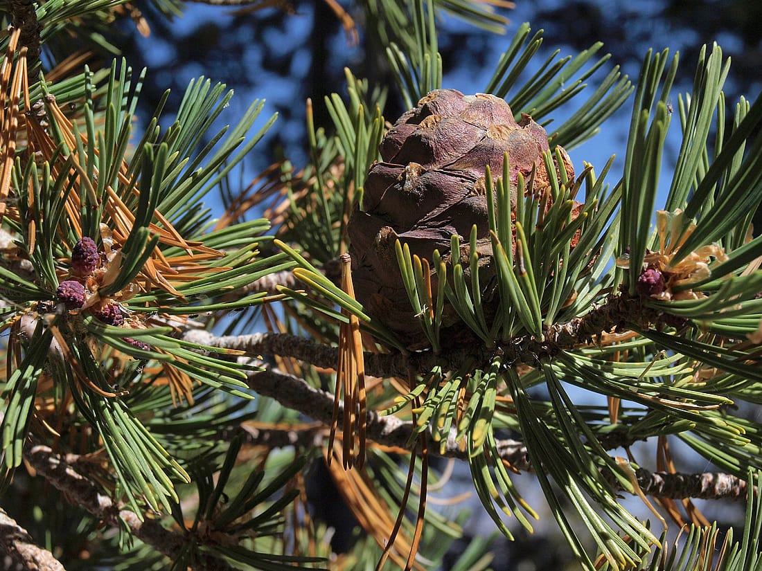 This photo of a branch and pine cone on a whitebark pine tree illustrates a tree that depends heavily on uneaten caches of their pine seeds which may grow into new trees.