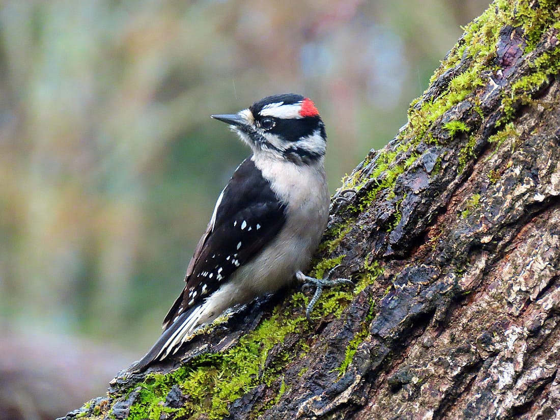 This photo demonstrates what a male Downy Woodpecker looks like as it perches on the side of a moss covered tree.