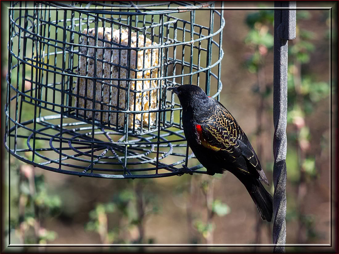 This demonstrates a way that people can discourage Red-winged Blackbirds from pushing out smaller birds at their feeders.