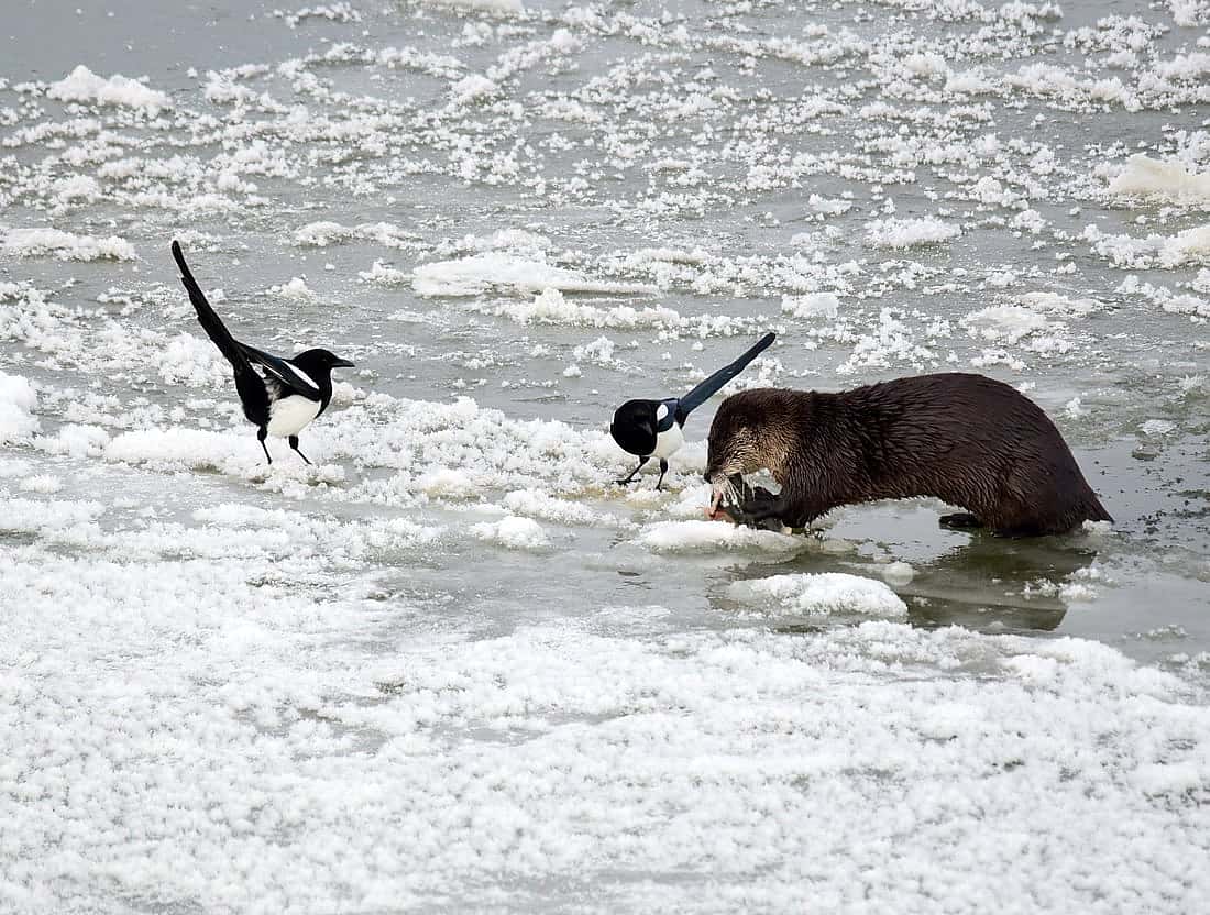 Two black-billed magpies hoping to steal some scraps from an otter's fish meal. Illustrates that magpies can be thieves by stealing a meal from other animals.