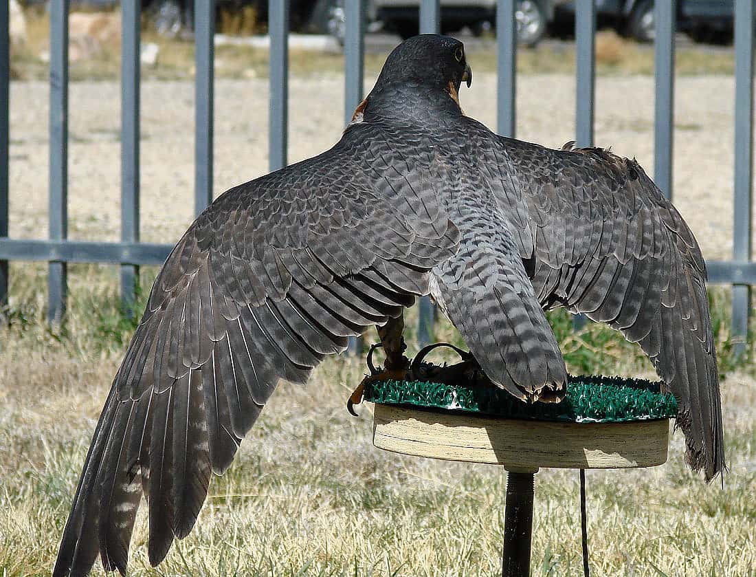 Hayabusa, the Draper Museum Raptor Experience's Peregrine Falcon, perched outside in our weathering yard.  Viewed from the back, with her wings held open.  