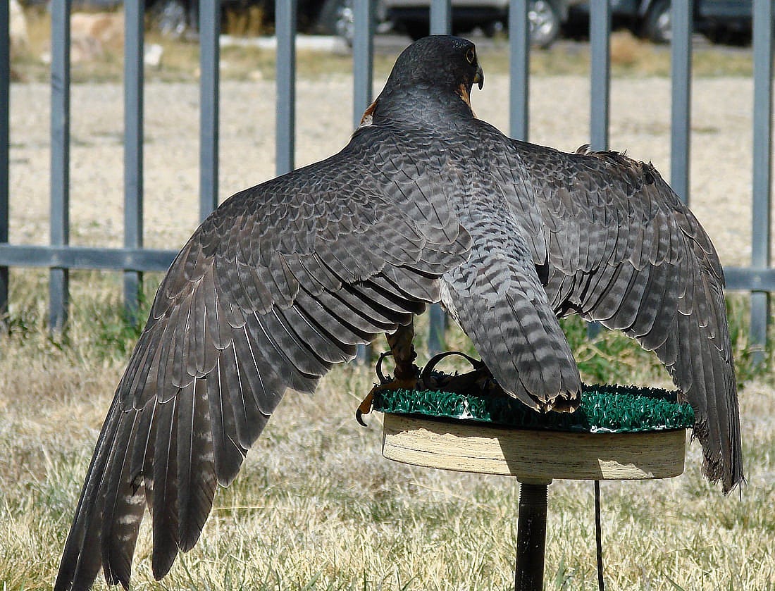 Hayabusa, the Draper Museum Raptor Experience's Peregrine Falcon, perched outside in our weathering yard.  Viewed from the back, with her wings held open.  