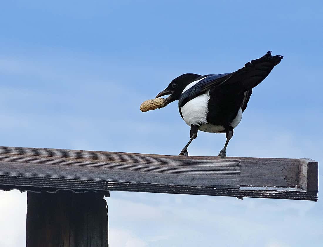 A magpie stands on a feeding tray with a peanut in its beak. To illustrate gathering quickly to cache before other magpies get all the peanuts.