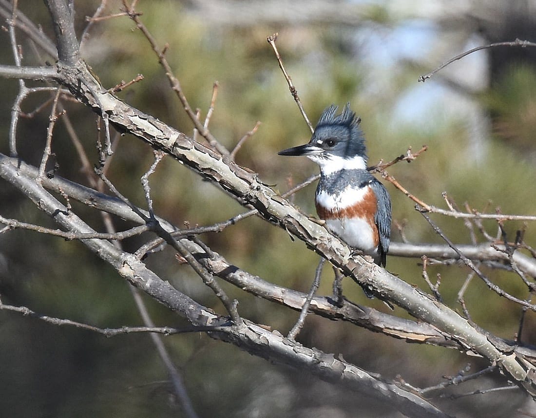 Belted King Fisher perched within branches used for ID within blog.