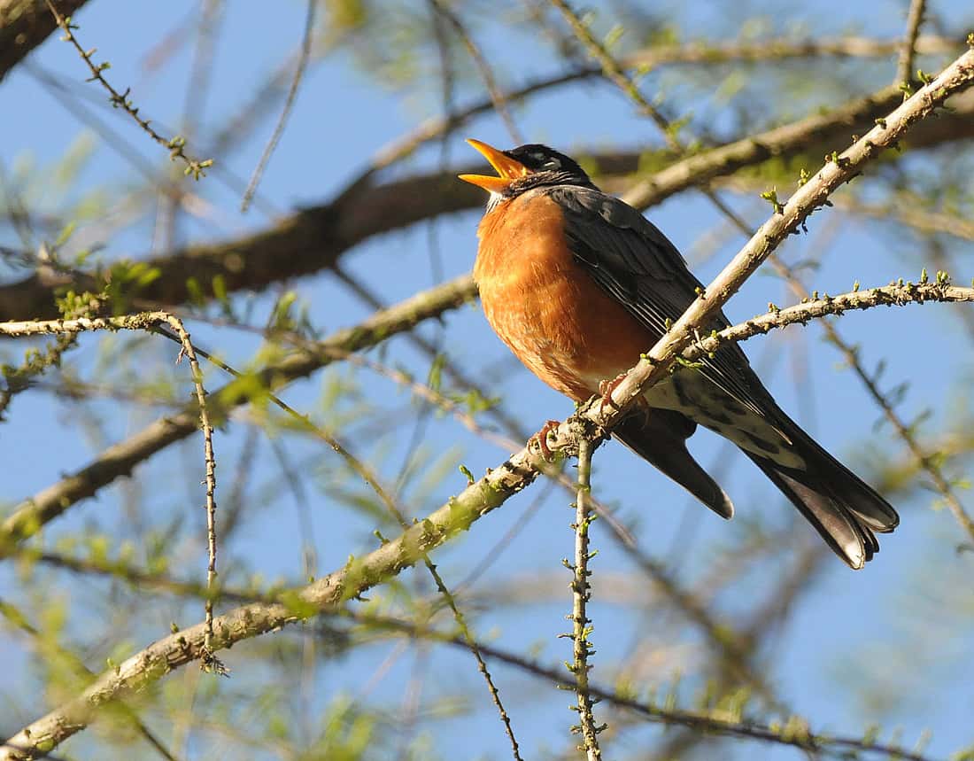 American Robin perched in a tree, mouth open as it sings. 