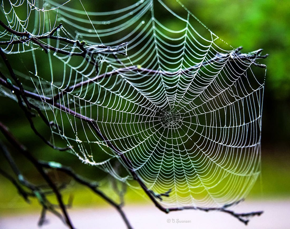 IntDemonstrates that spider webs are part of the topic..