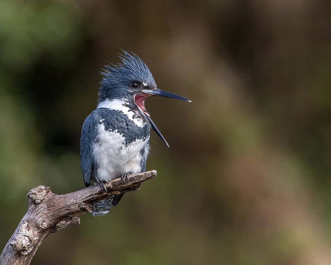 Kingfisher perched on a snag while yawing is used to demonstrate
what a male looks like.