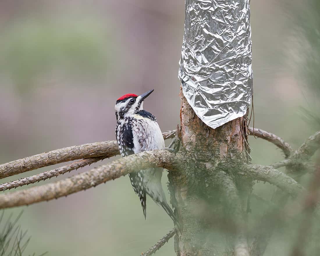 Sometimes people want to discourage the woodpeckers from drilling holes in their trees.  The photo shows one way a person may try.
