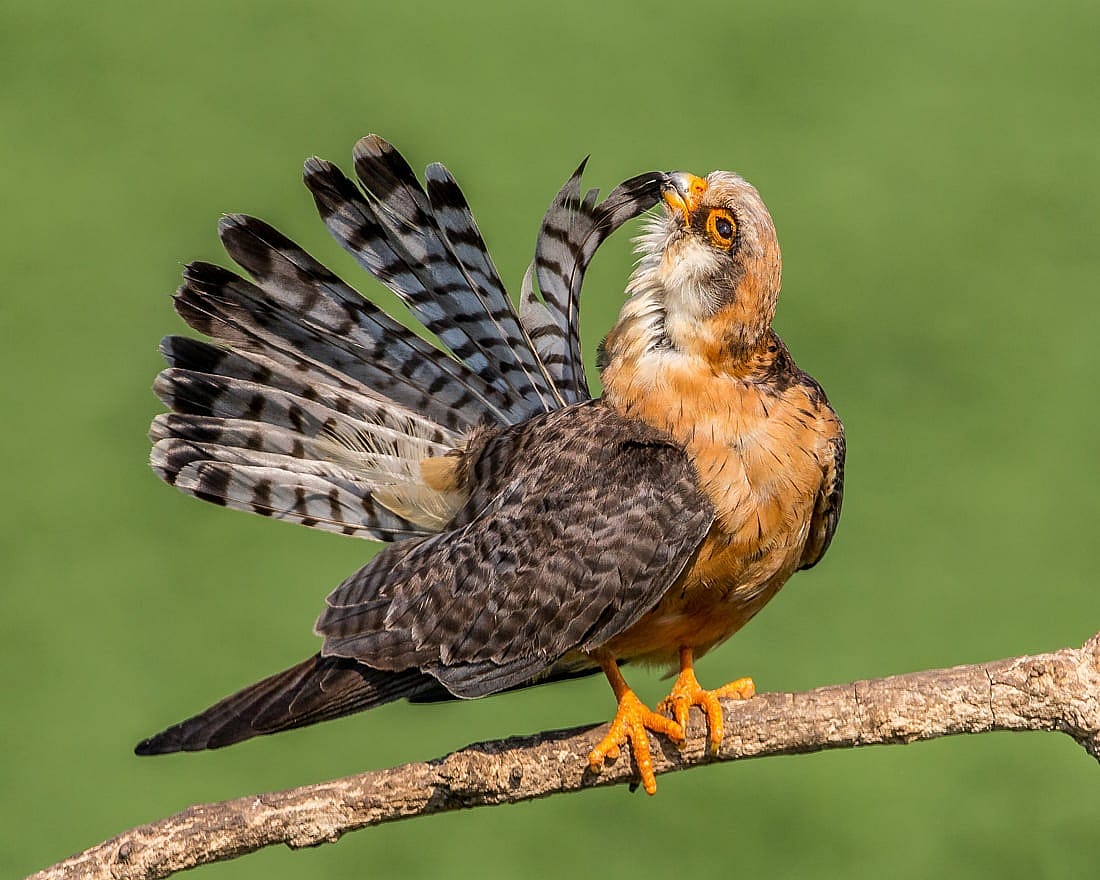 Red-footed falcon perched on a branch preening its tail feathers to demonstrate how this may look.
