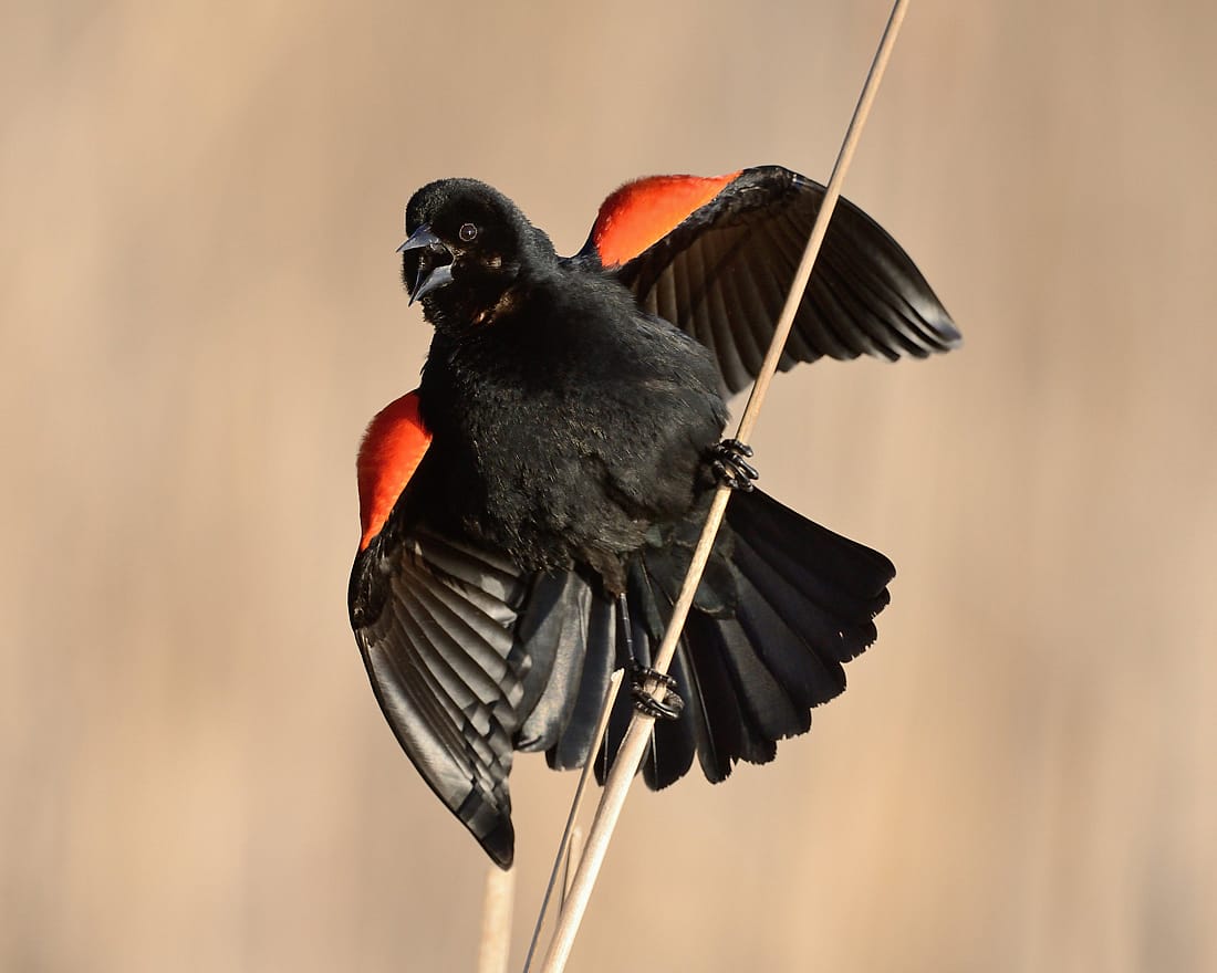 Male perched on a reed with tail flared and red epaulet patches displayed to demonstrate ownership of a territory. 