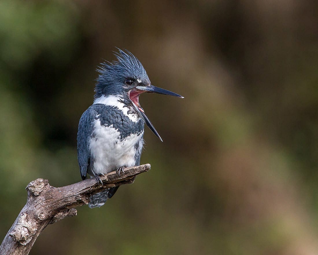 Kingfisher perched on a snag while yawing is used to demonstrate
what a male looks like.