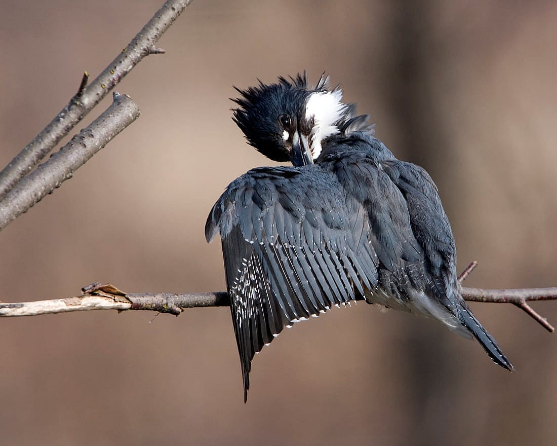 Belted Kingfisher preening to go with the last comments in the blog.