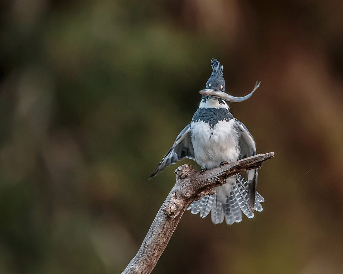 A Kingfisher with a small fish in its mouth to demonstrates that small fish are a major part of their diet.