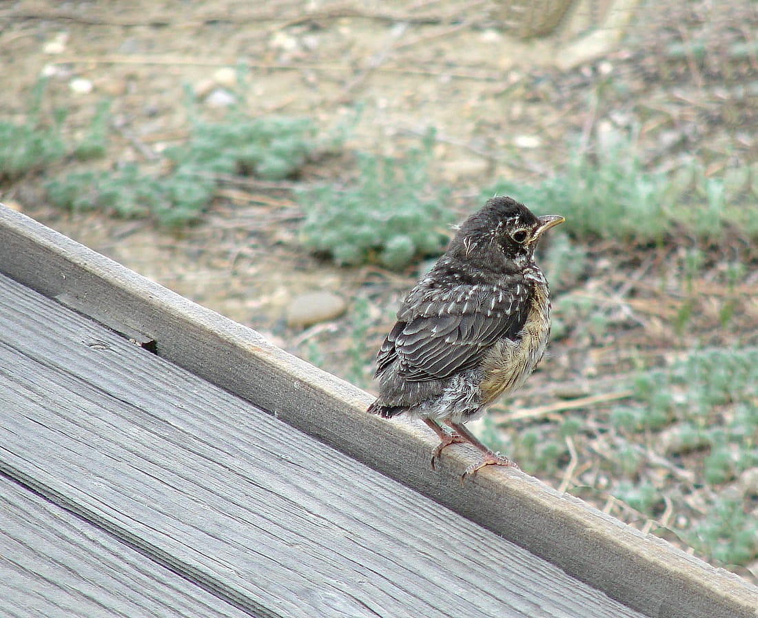 Photo demonstrates what a robin fledgling just out of the nest looks like.