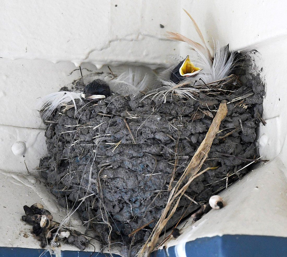 This photo illustrates a cup shaped nest as well as how nests may be lined with feathers.