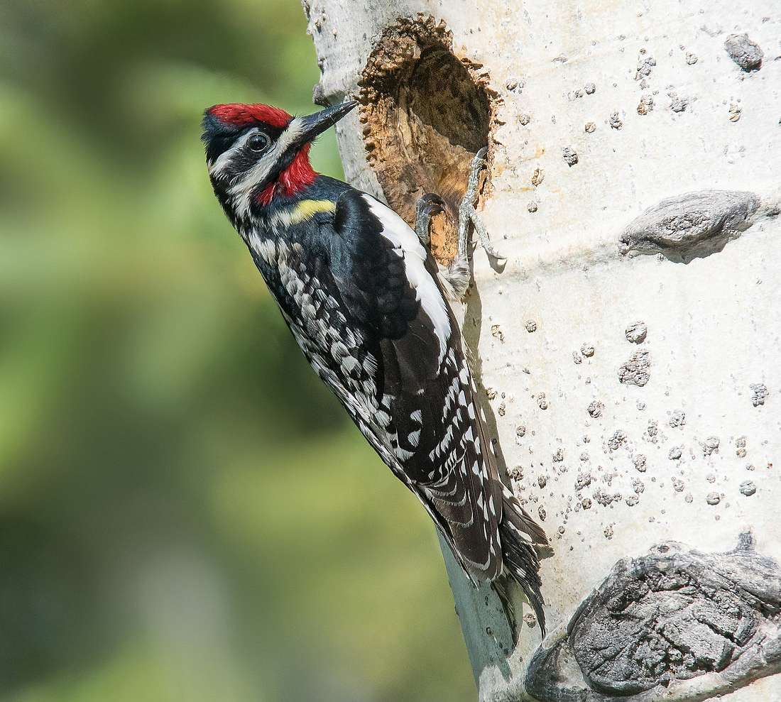 This photo illustrates what a male Sapsucker looks like as well as its nesting hole. 