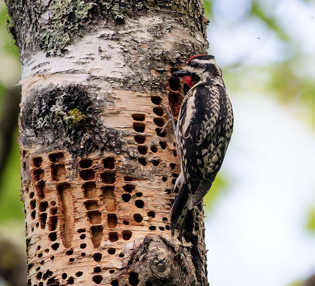 The photo shows a male Yellow-bellied Sapsucker and the different size holes it has drilled.  
