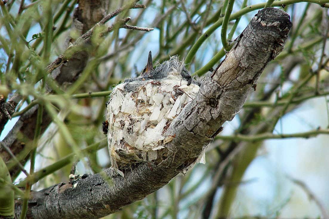 Closeup of Anna's Hummingbird nest with one chick.  