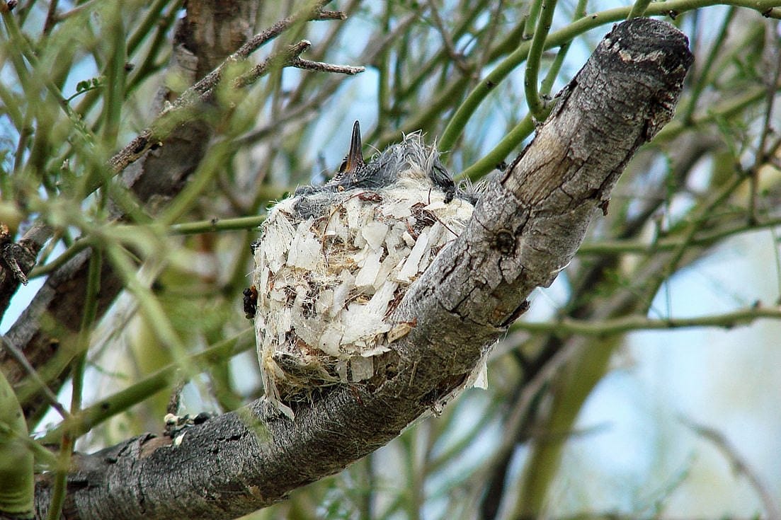 Closeup of Anna's Hummingbird nest with one chick.  
