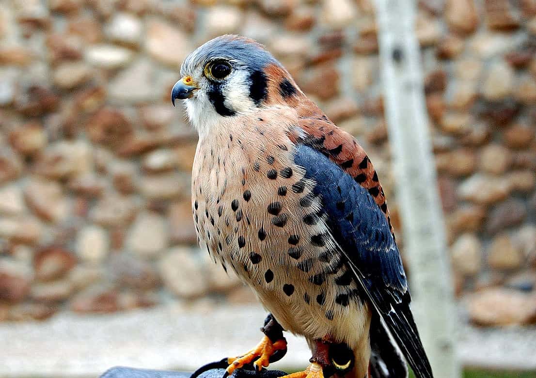 Salem, a male American Kestrel is part of the Draper Museum Raptor Experience