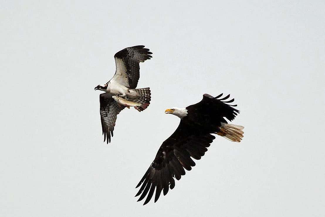 Bald Eagle attempting to pirate a fish from an Osprey 