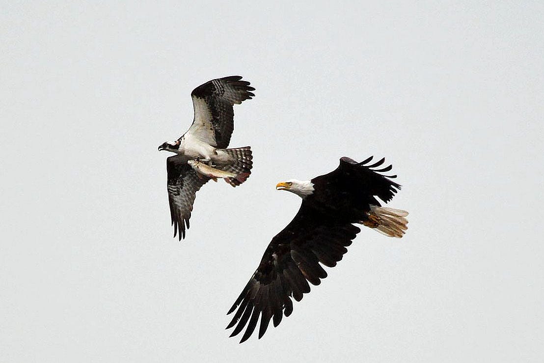 Bald Eagle attempting to pirate a fish from an Osprey