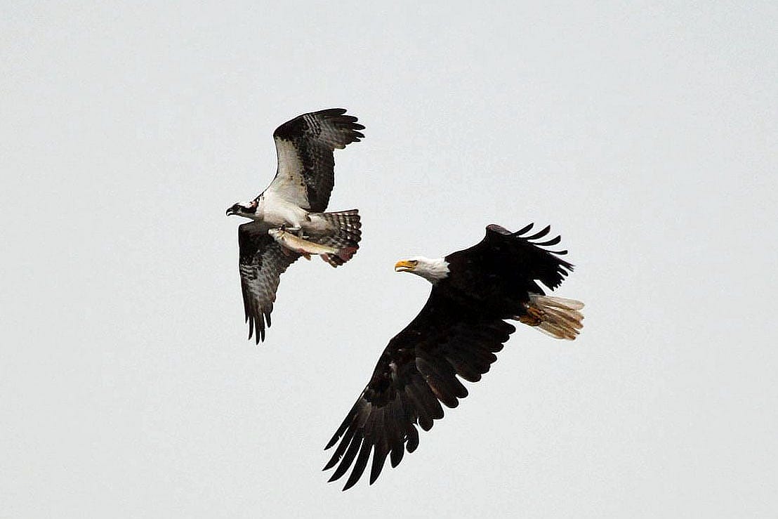 Bald Eagle attempting to pirate a fish from an Osprey 