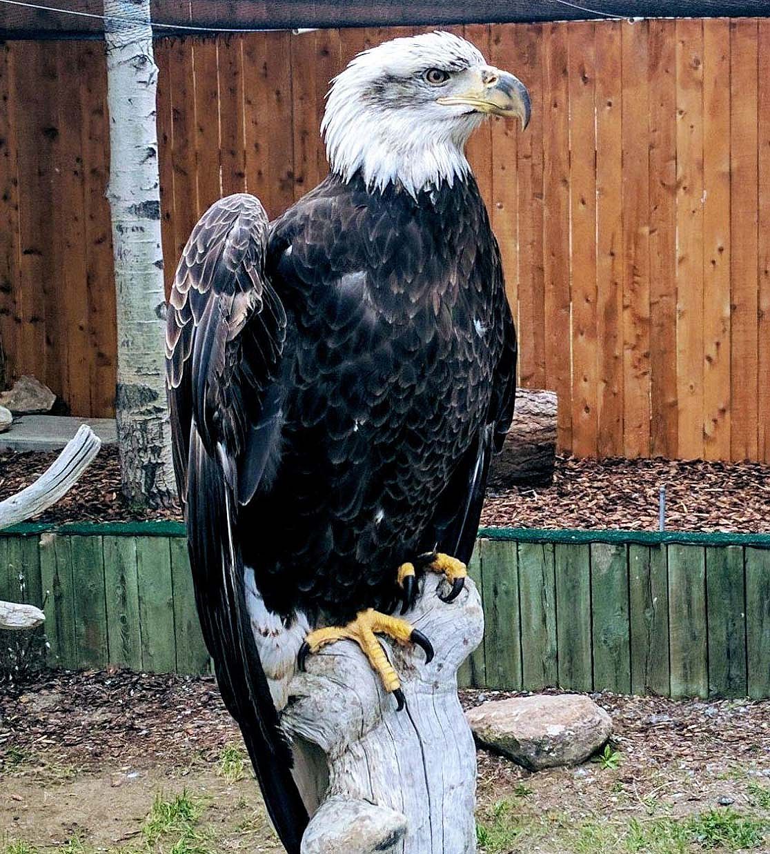 4-year-old Bald Eagle with dark brown body and white head with some brown still showing, especially by the eye.
