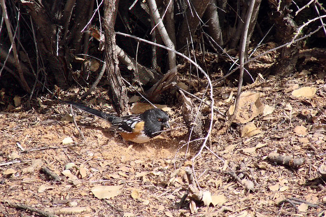 Spotted Towhee in Snow Canyon, Utah, using its feet to scratch through the ground cover while gleaning.
