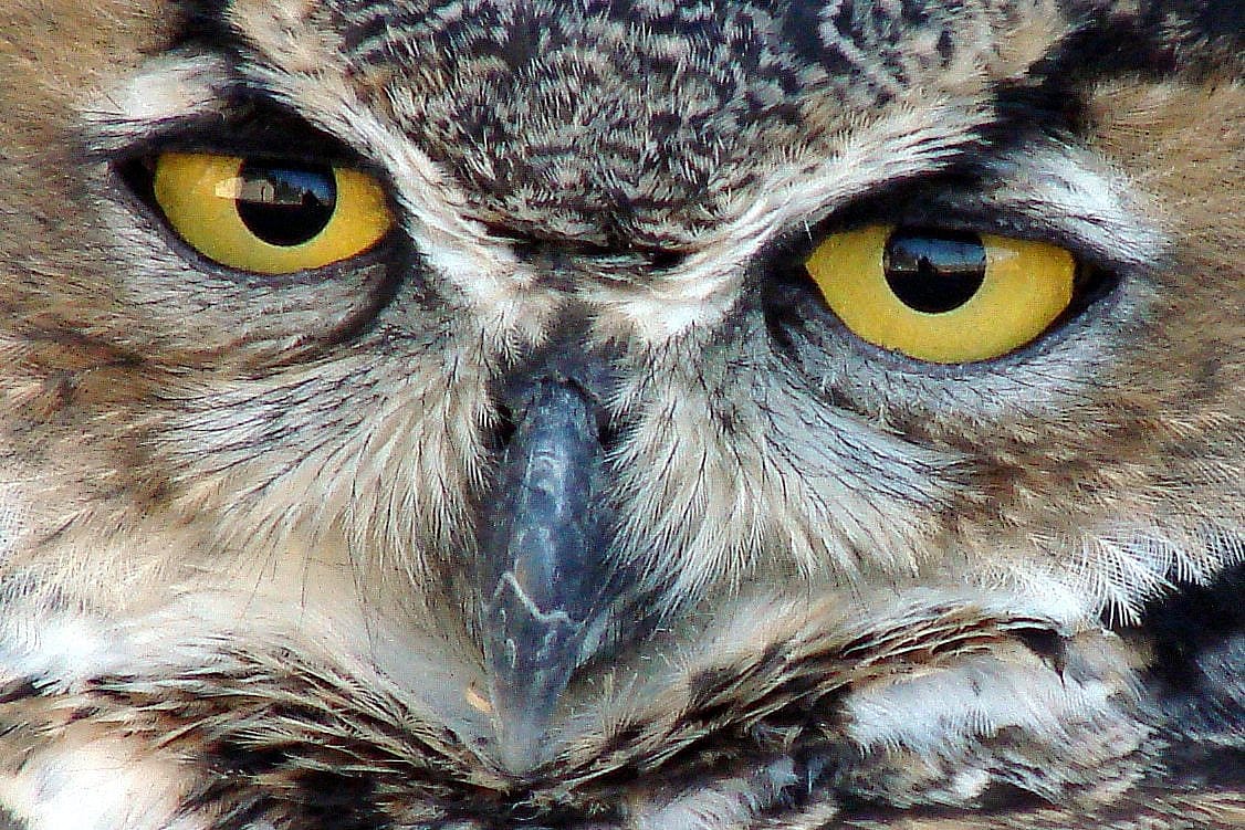 Teasdale's forward facing eyes make his gaze seem more like humans, as well as more intense.