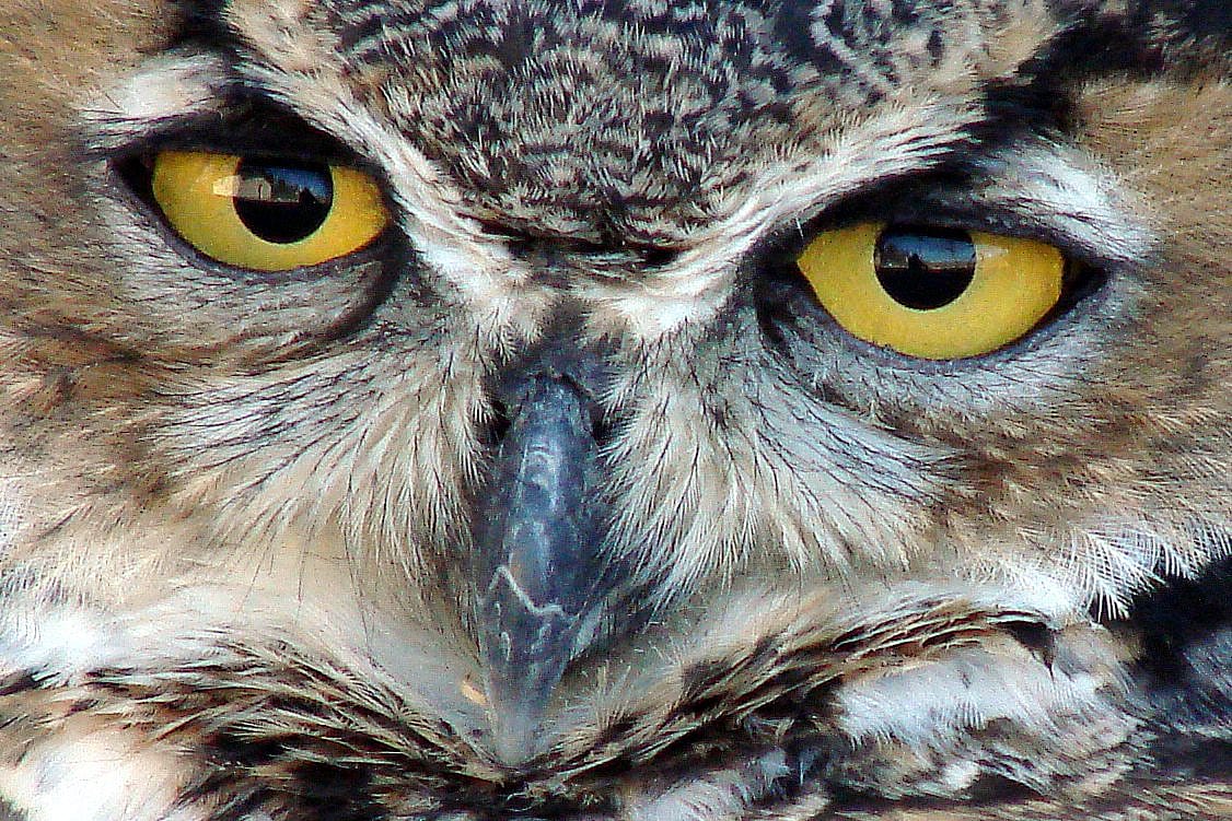 Teasdale's forward facing eyes make his gaze seem more like humans, as well as more intense.