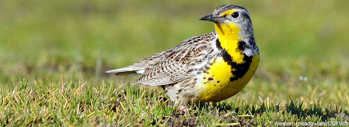 Western Meadowlark